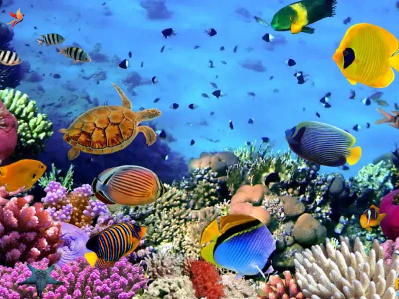 گونه های خاص ماهی در آکواریوم انزلی 