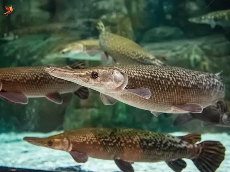 مارماهی مورای در آکواریوم انزلی 