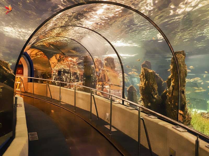 نمایی از آکواریوم انزلی