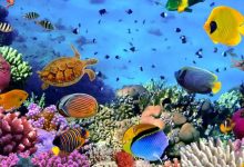 گونه های خاص ماهی در آکواریوم انزلی