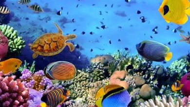 گونه های خاص ماهی در آکواریوم انزلی