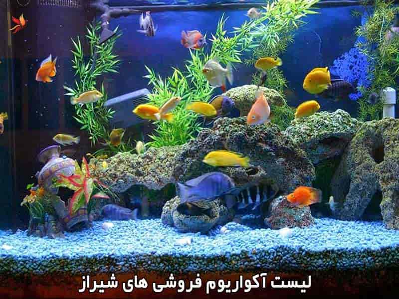 لیست بهترین فروشگاه آکواریوم شیراز با آدرس و تلفن تماس
