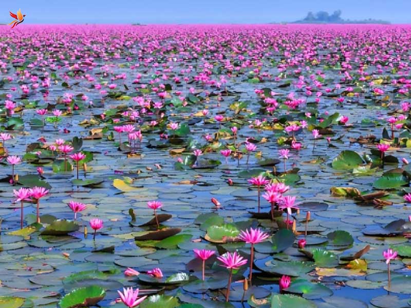 تالاب بینالمللی انزلی