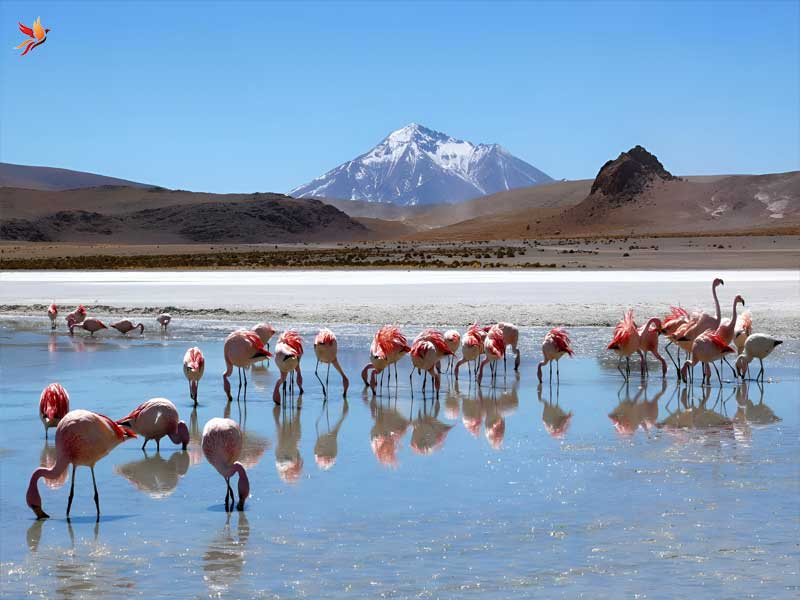 ویژگی جغرافیا و شگفتی های طبیعی بولیویا