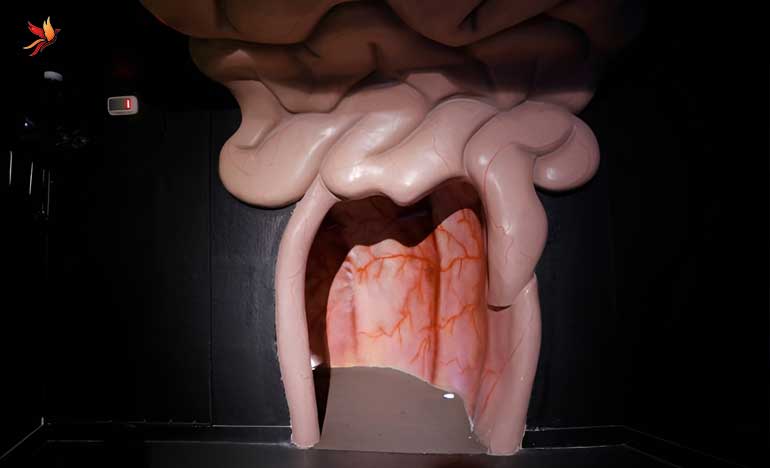 جذابیت بازدید از هیومن پارک
