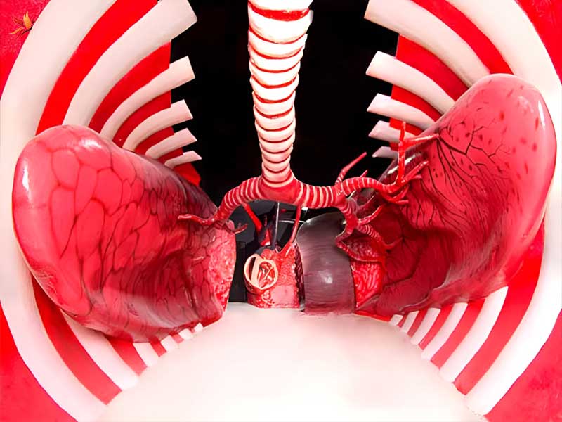 هیومن پارک تهران با ایده اصلی شبیهسازی بدن انسان با ماکتهایی در مقیاس بسیار بزرگ