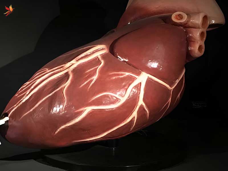 بخش های اصلی و داخلی هیومن پارک