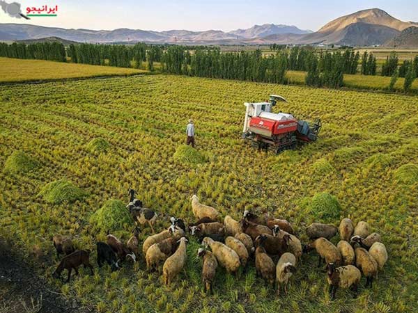 زمین های کاشت برنج در خرم آباد