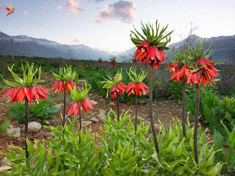 اهمیت زیست محیطی کوهرنگ