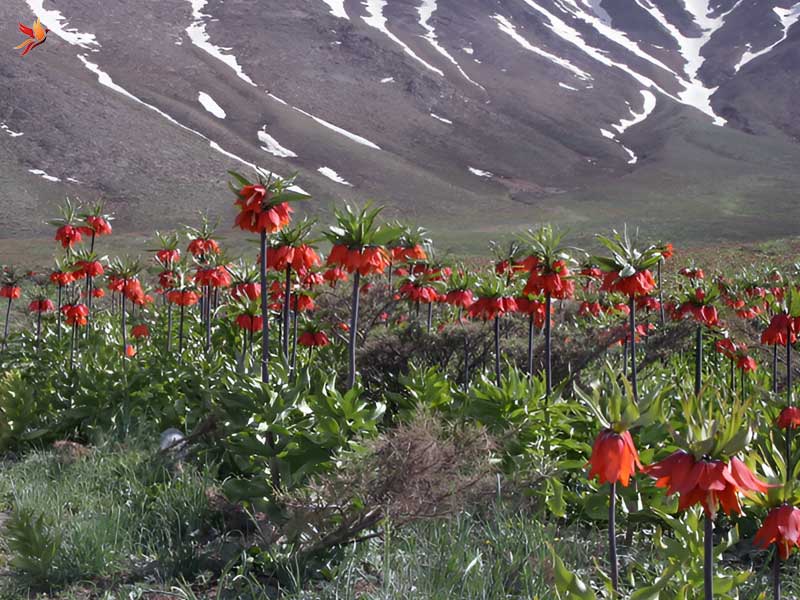 دشت لاله های واژگون در شهرستان کوهرنگ