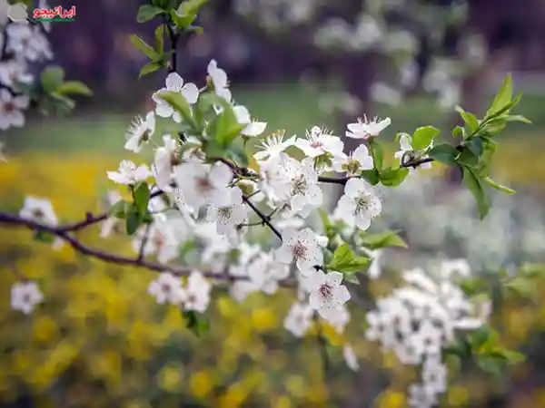 تصویری از شکوفه های بهاری لاهیجان