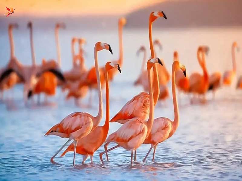 تاریخچه و اهمیت اکولوژیکی دریاچه ارومیه