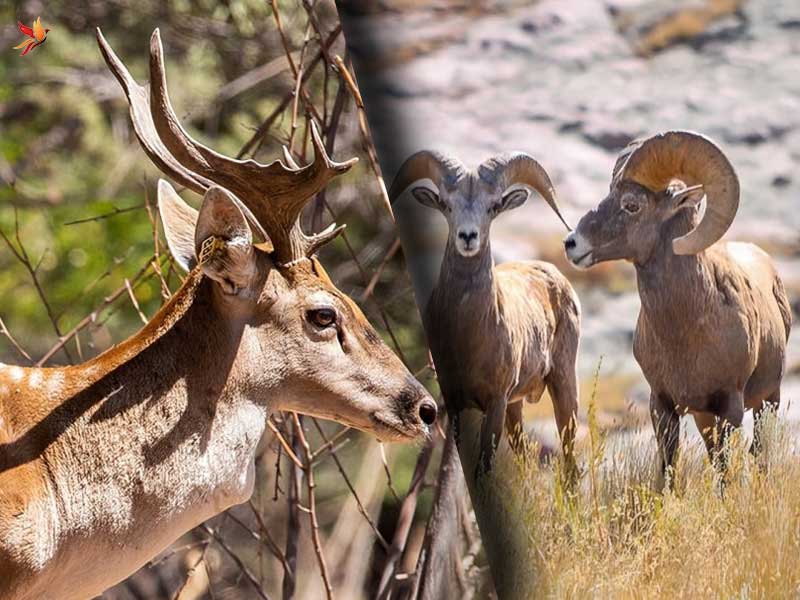 زیستگاه اطراف دریاچه ارومیه