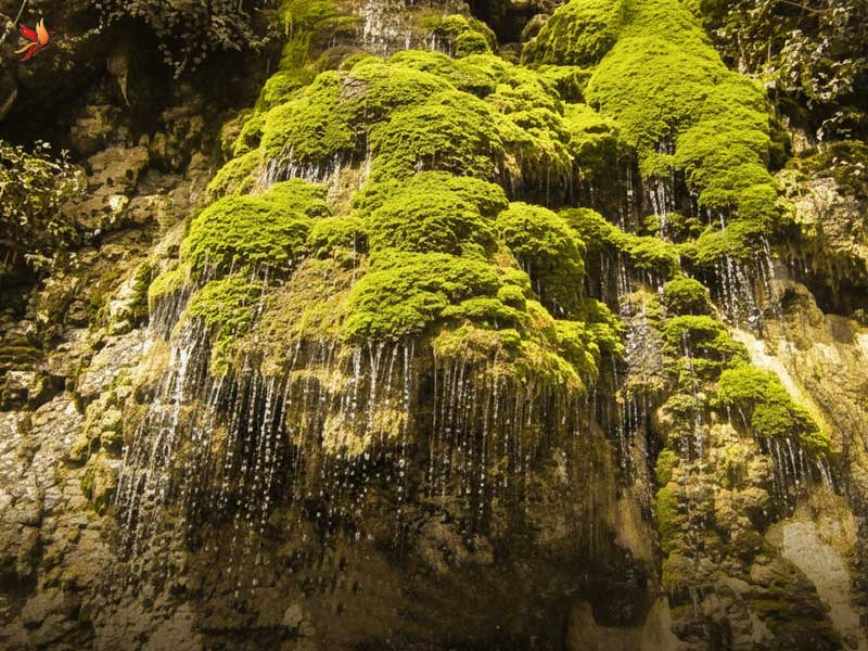 آبشار حرام‌او سبزی گلسنگ‌ها کنار جاده شهر نور