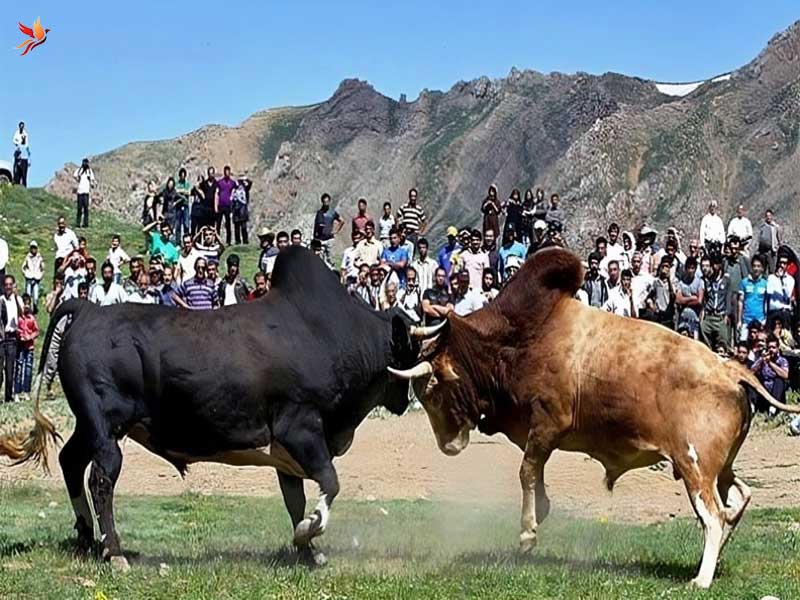 ورزا جنگ از آیین های بومی شهر نور 