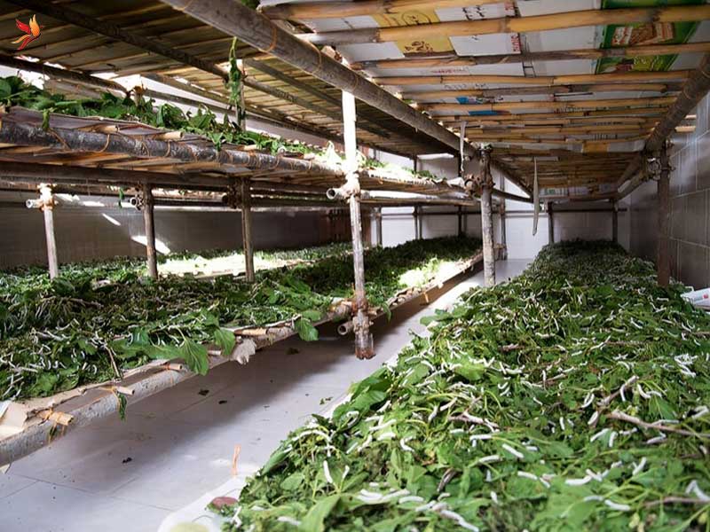 پرورش کرم ابریشم از فعالیت های اقتصادی شهر نور