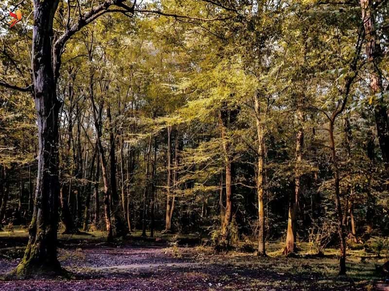 طبیعت سرسبز شهر نور در مازندران 