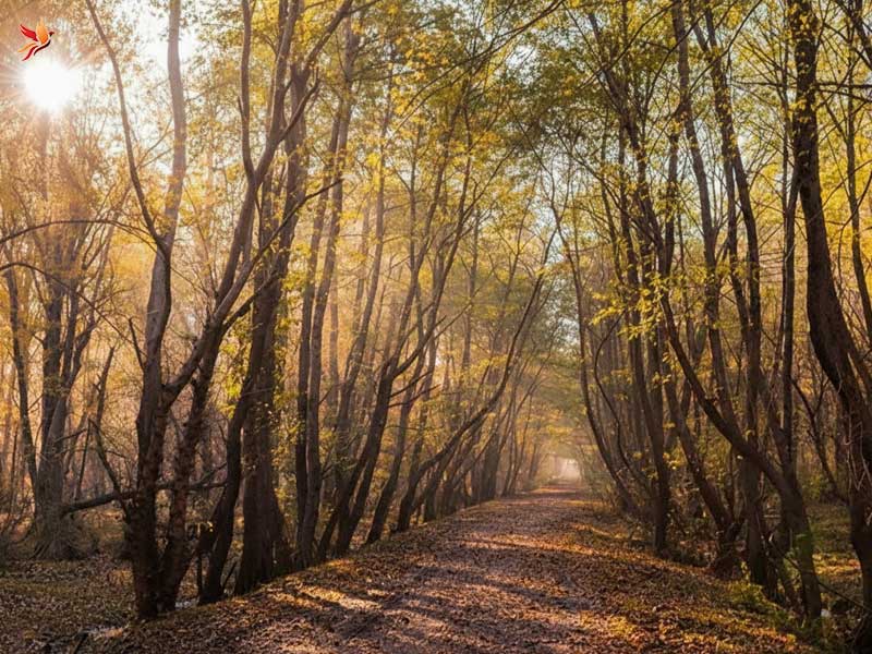 پارک جنگلی نور