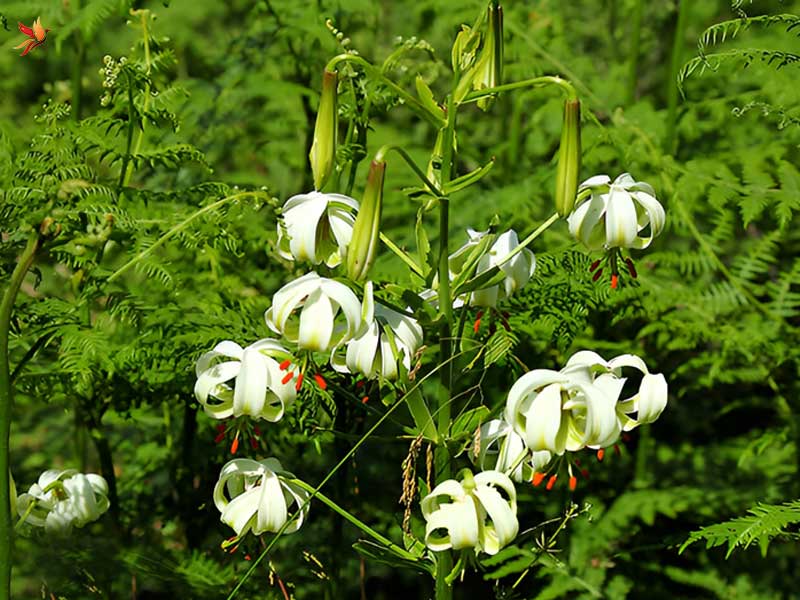 داماش؛ خانه سوسن چلچراغ کمیاب در شهر رودبار