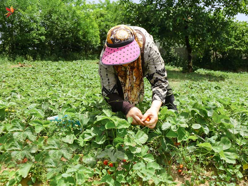 ییلاق سیدشت در دامنههای درفک و توتفرنگیهای ارگانیکش در رودبار