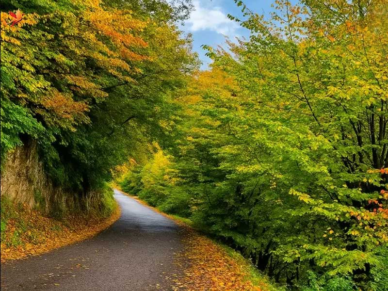 طبیعت سبز رودبار با جنگل نقلهبر از بکرترین جنگلهای شمال تا سپیدرود