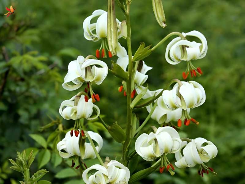 روستای داماش مهد رویش سوسن چلچراغ در رودبار
