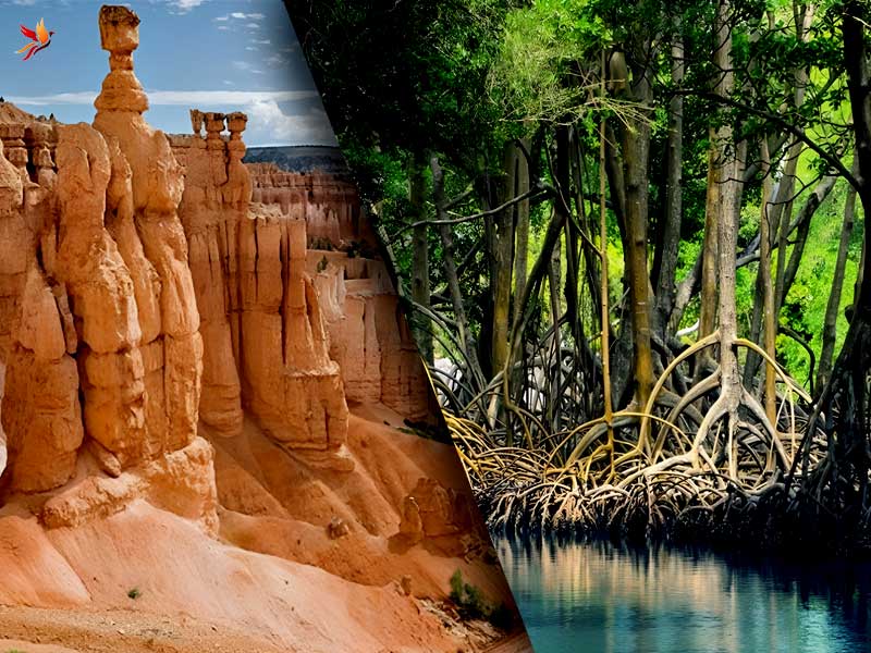 جنگل حرا و بام سهیلی قشم 