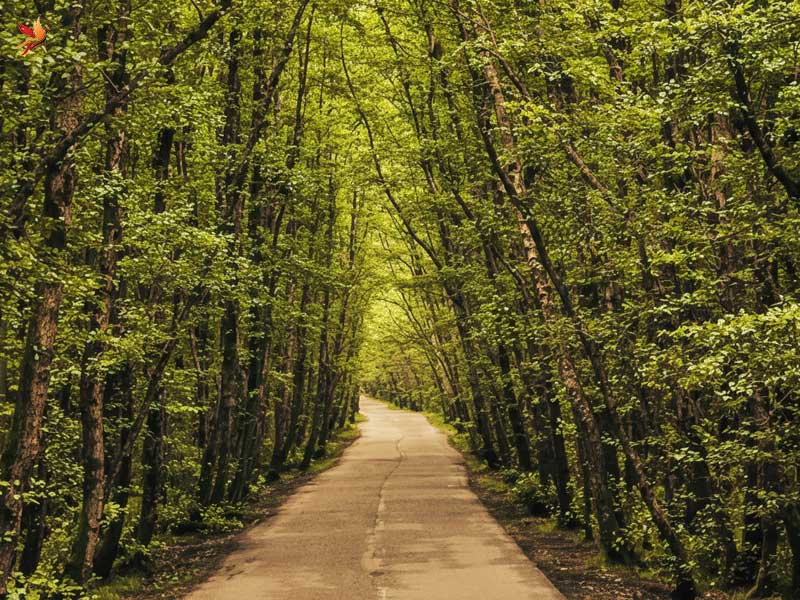 بخشی از مسیر سورتمه ریلی تالش از داخل پارک جنگلی سیاهداران