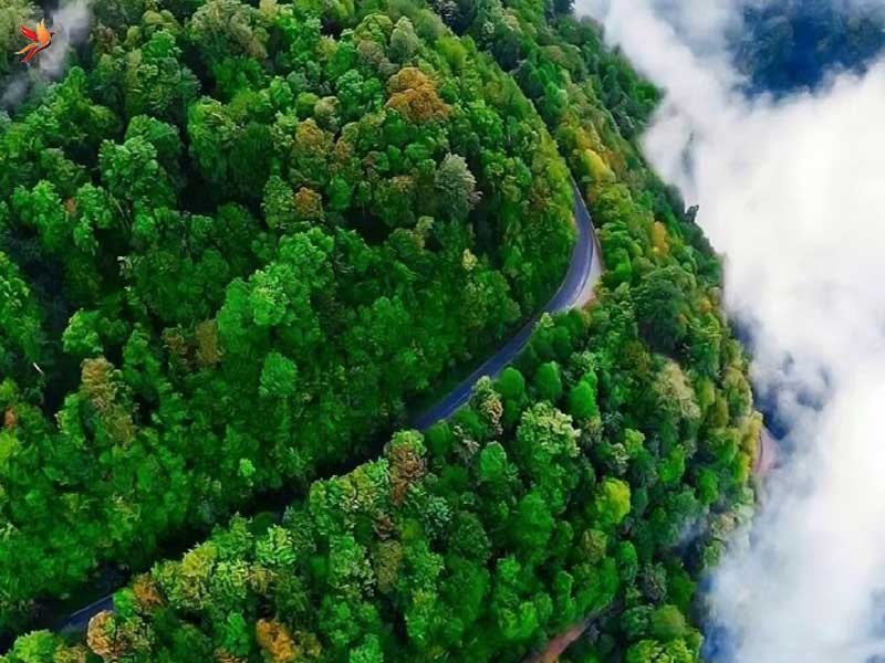 نمای جنگل های انبوه تالش