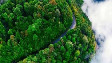 نمای جنگل های انبوه تالش