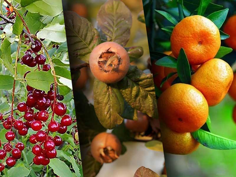 سوغات و میوه های مرسوم تالش 