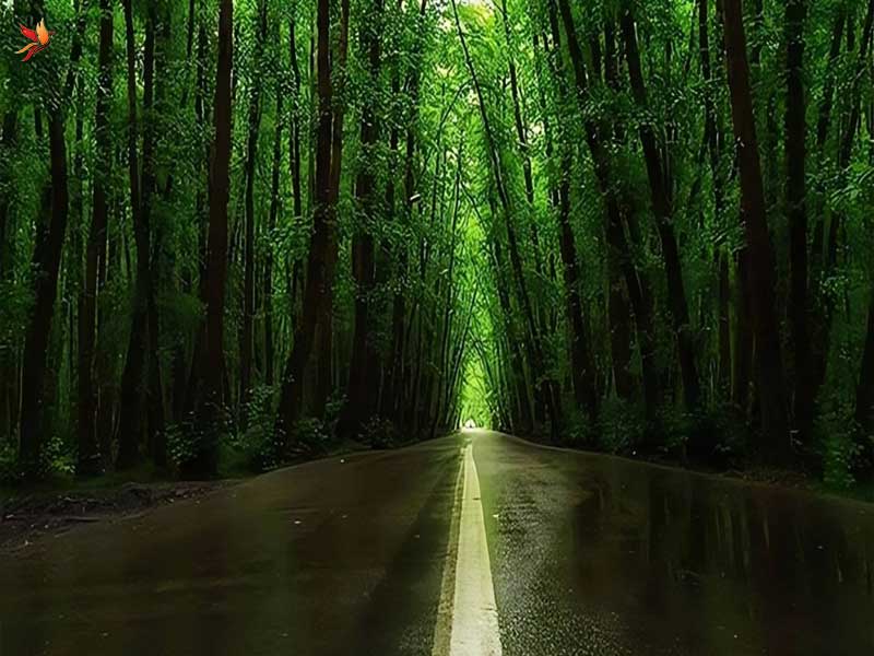 پارک جنگلی گیسوم از توابع تالش 